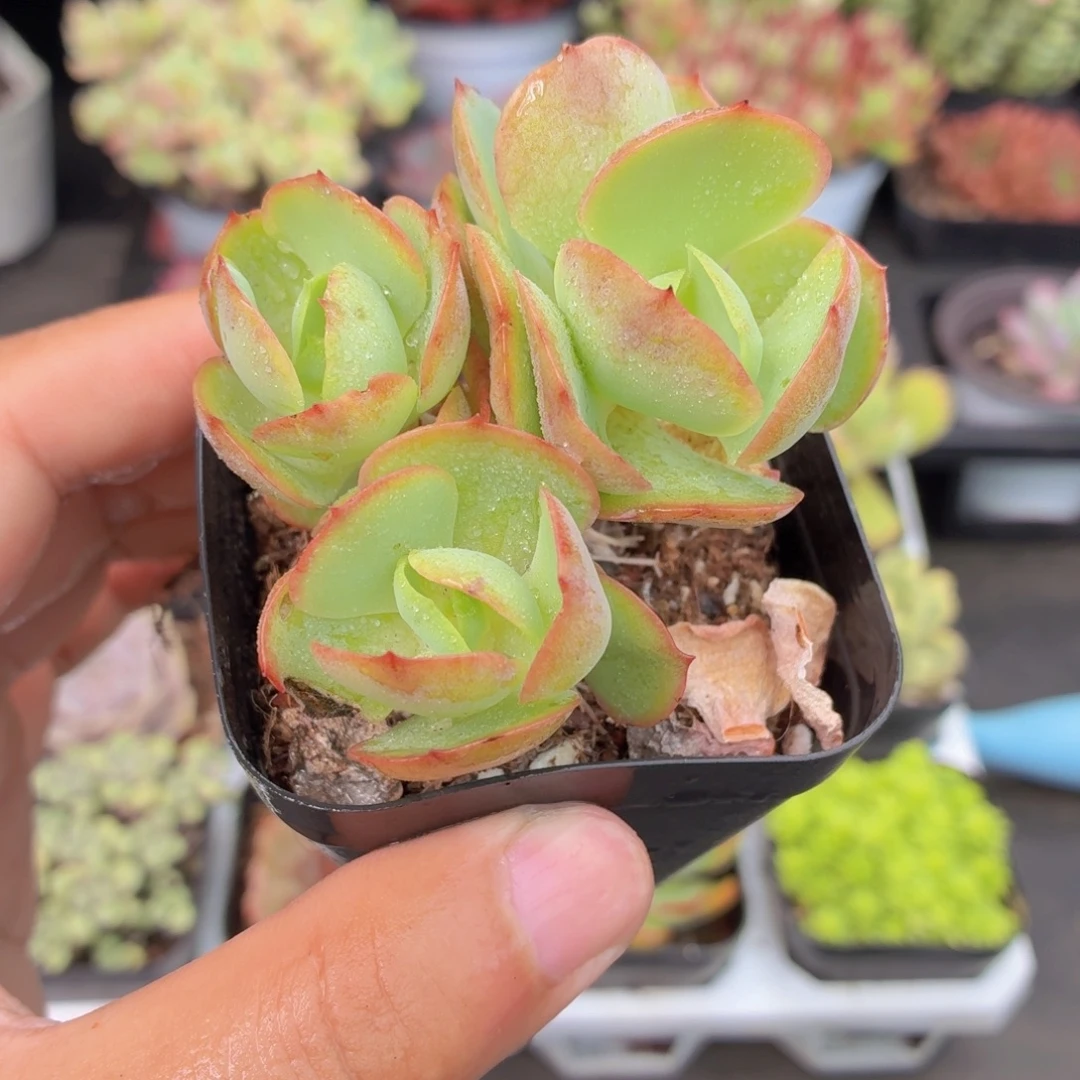碧桃多肉9.9包邮发货