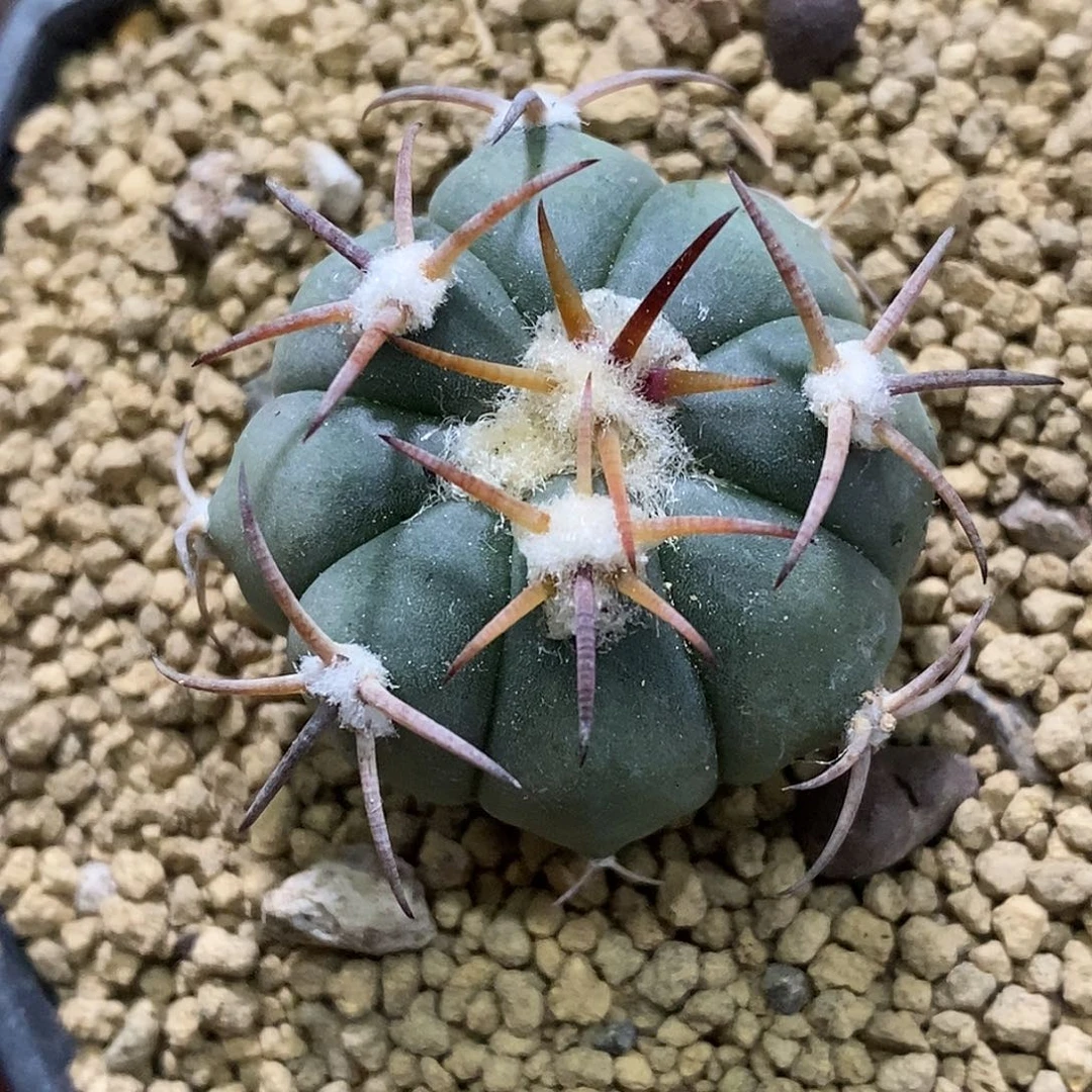 孤品实生特选株短豪刺花王丸3cm