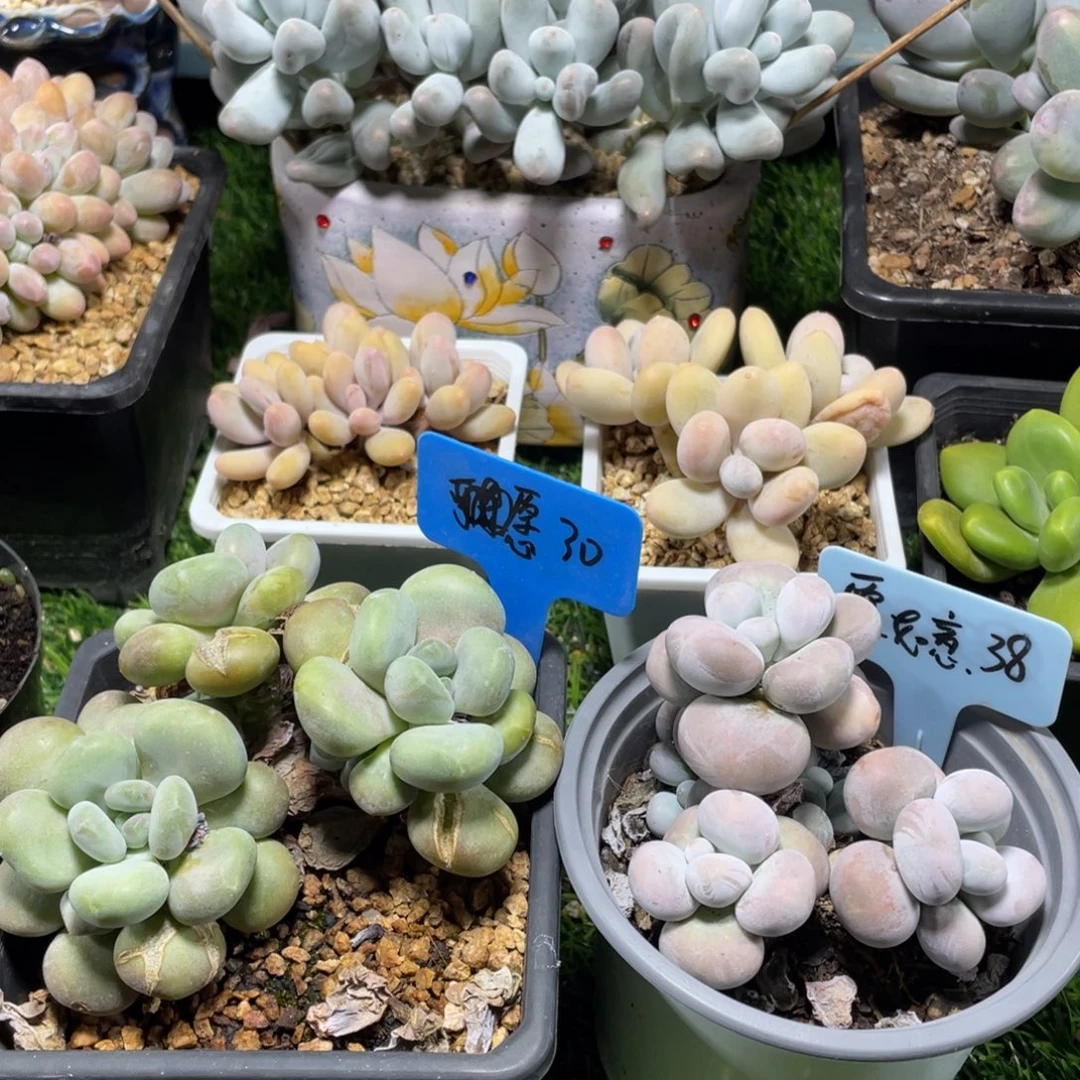 愿***意月美人烟美人多肉植物
