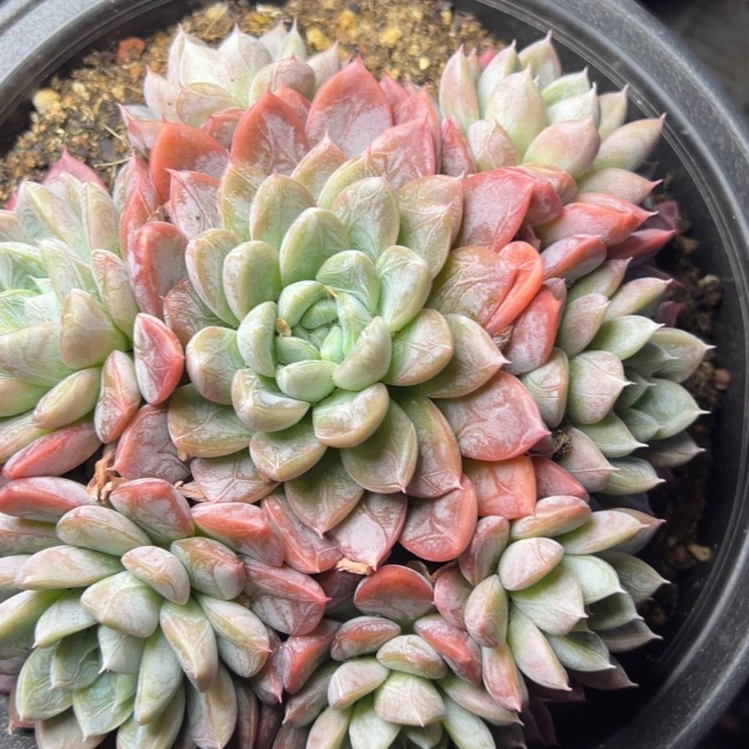 【闪购商品】艾莎公主多肉29.8