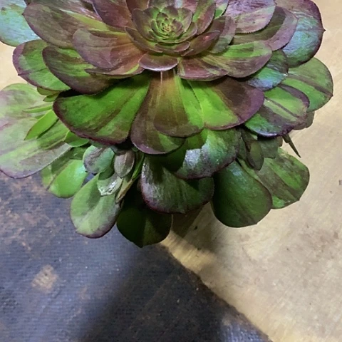 花月夜733带土球发货