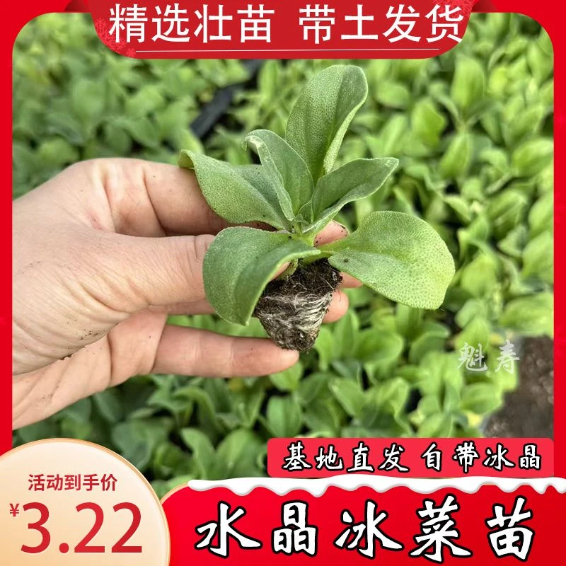 正品冰菜苗大苗冰草种子自带冰晶冰菜大苗阳台盆栽蔬菜苗冰菜秧苗