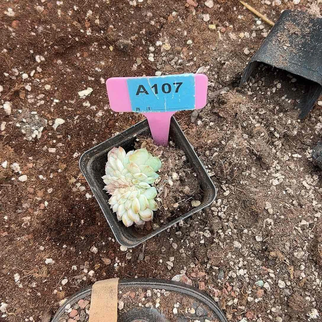 么****多肉植物一物一拍