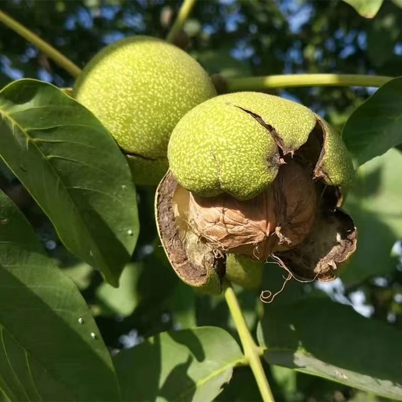 八仙干核桃老树核桃美味醇香