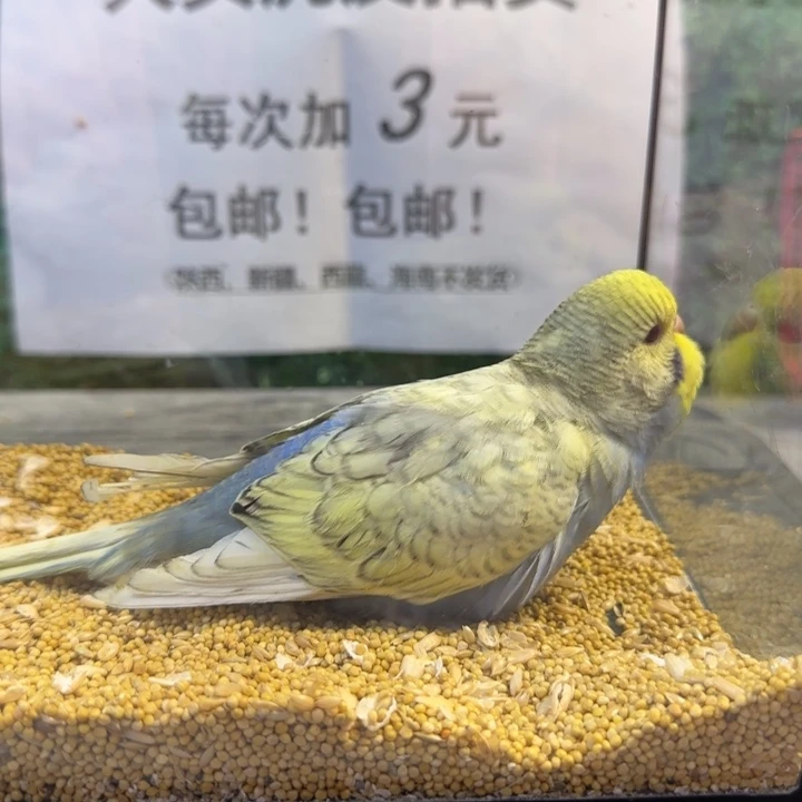 虎皮鹦鹉大头虎皮鹦鹉