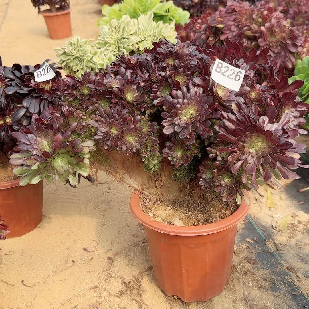 226铜壶有伤一颗呀呀