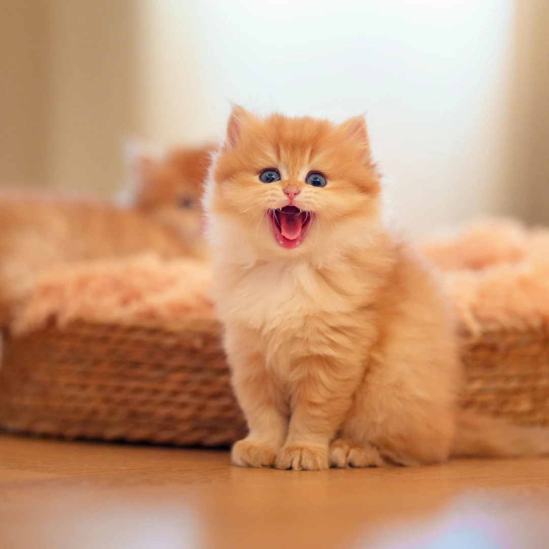 petnova星宠活体宠物猫蓝金紫金渐层