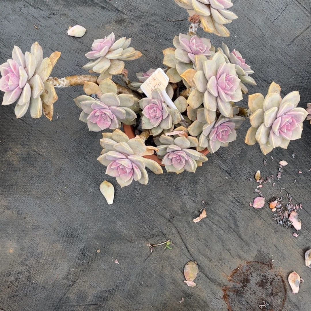 广***妈紫乐770号1颗一物一拍