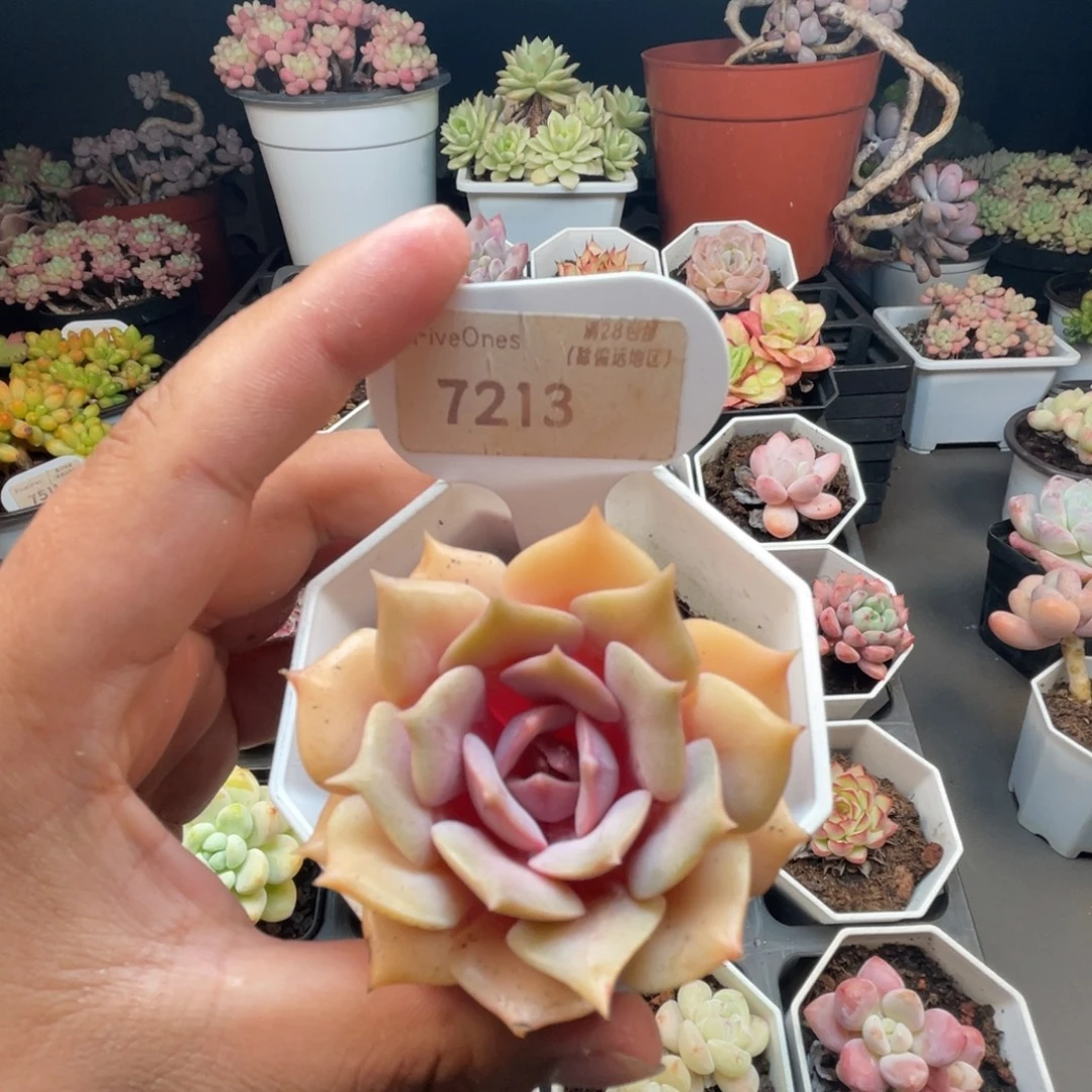 7213粉蝶 5.0厘米