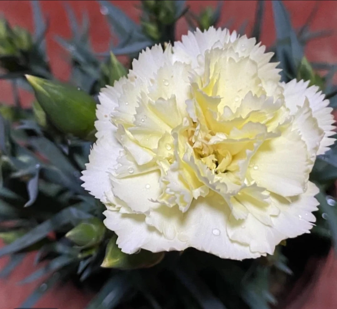 康乃馨《奶油黄》《带花苞发货》花苞满满 颜色艳丽