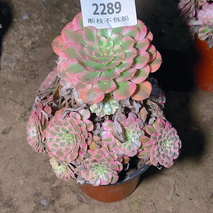 2289红铜白多肉植物