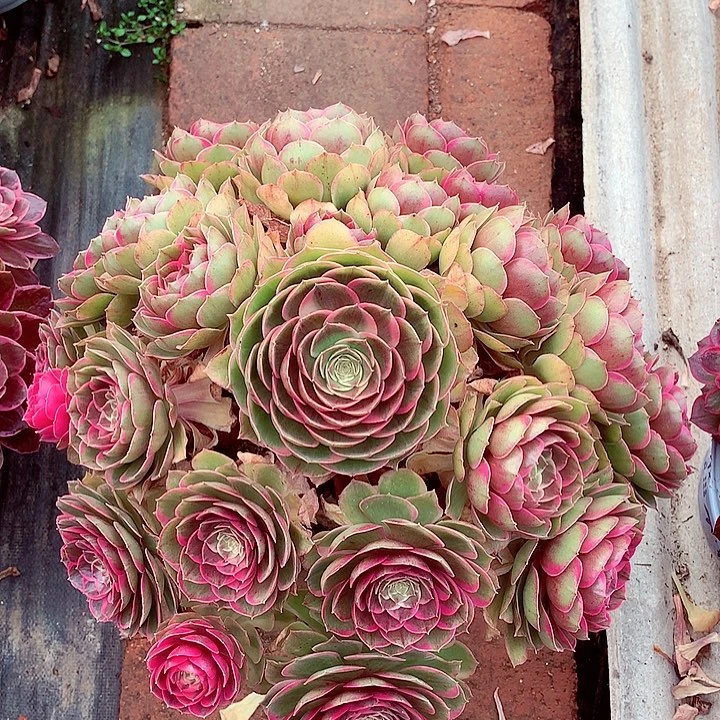 粉花妖，多肉植物