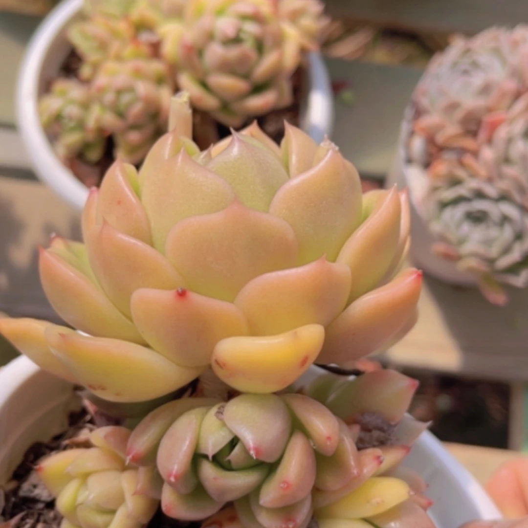 【闪购商品】白玫瑰0554