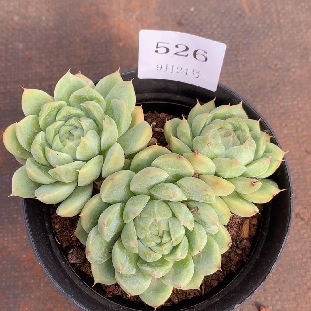 【闪购商品】云526号甲壳虫小老桩8厘米