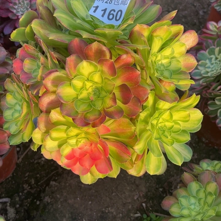 1160韶华多肉植物