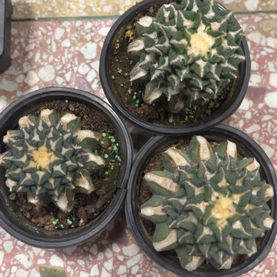 福利出福利福利福利