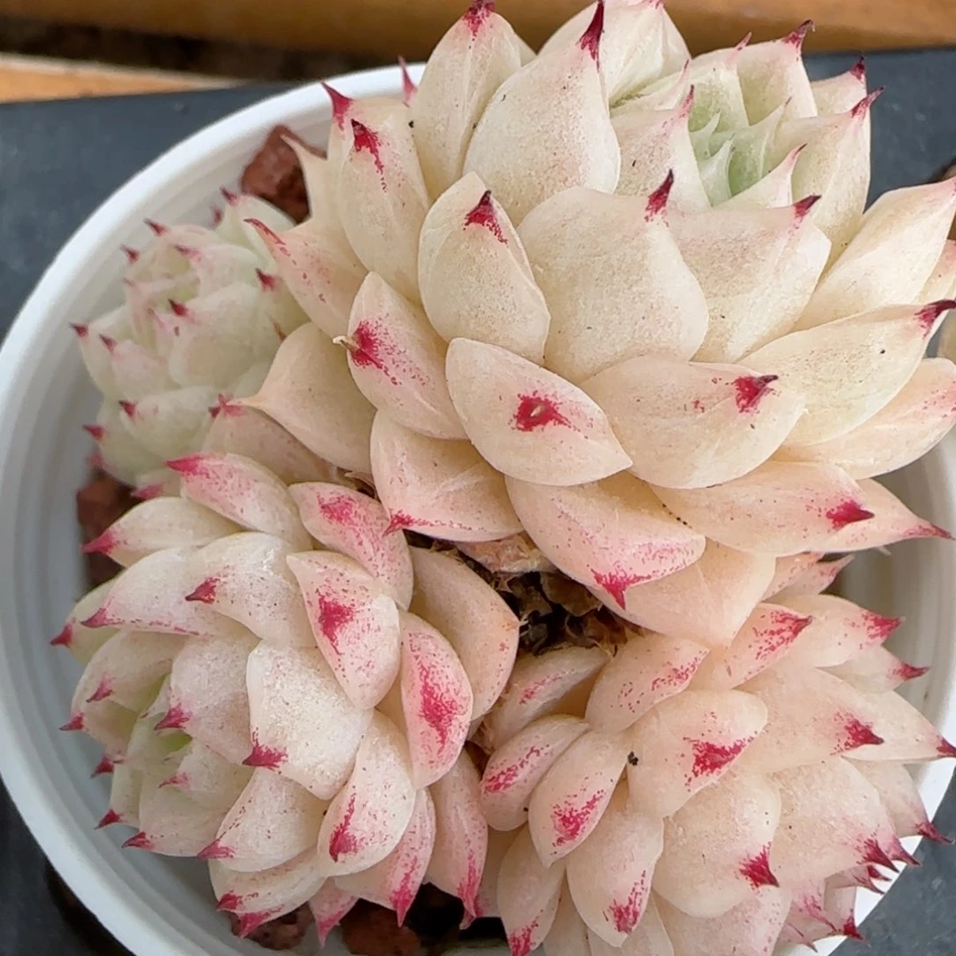 花语逸镜0206-273