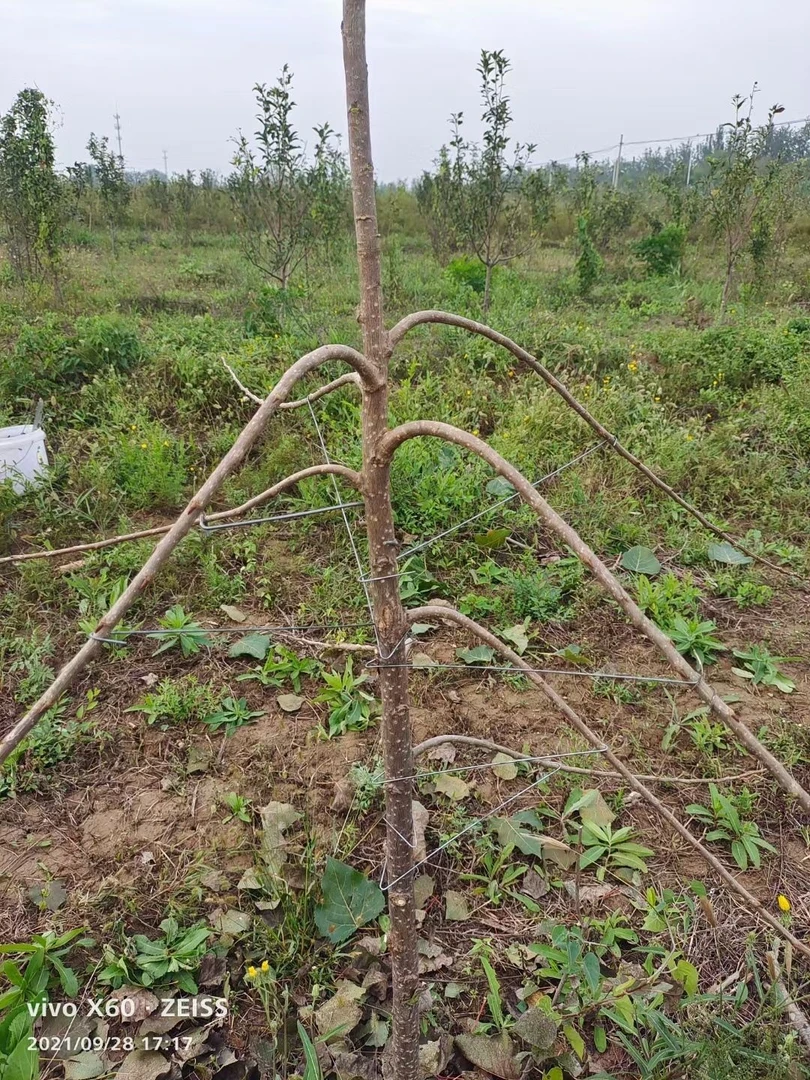 主干型拉枝开角器矮化密植园拉枝钩密植园拉枝器