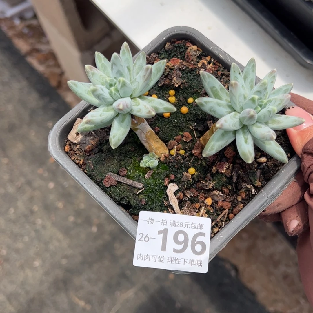 乌拉克拉多肉多肉，