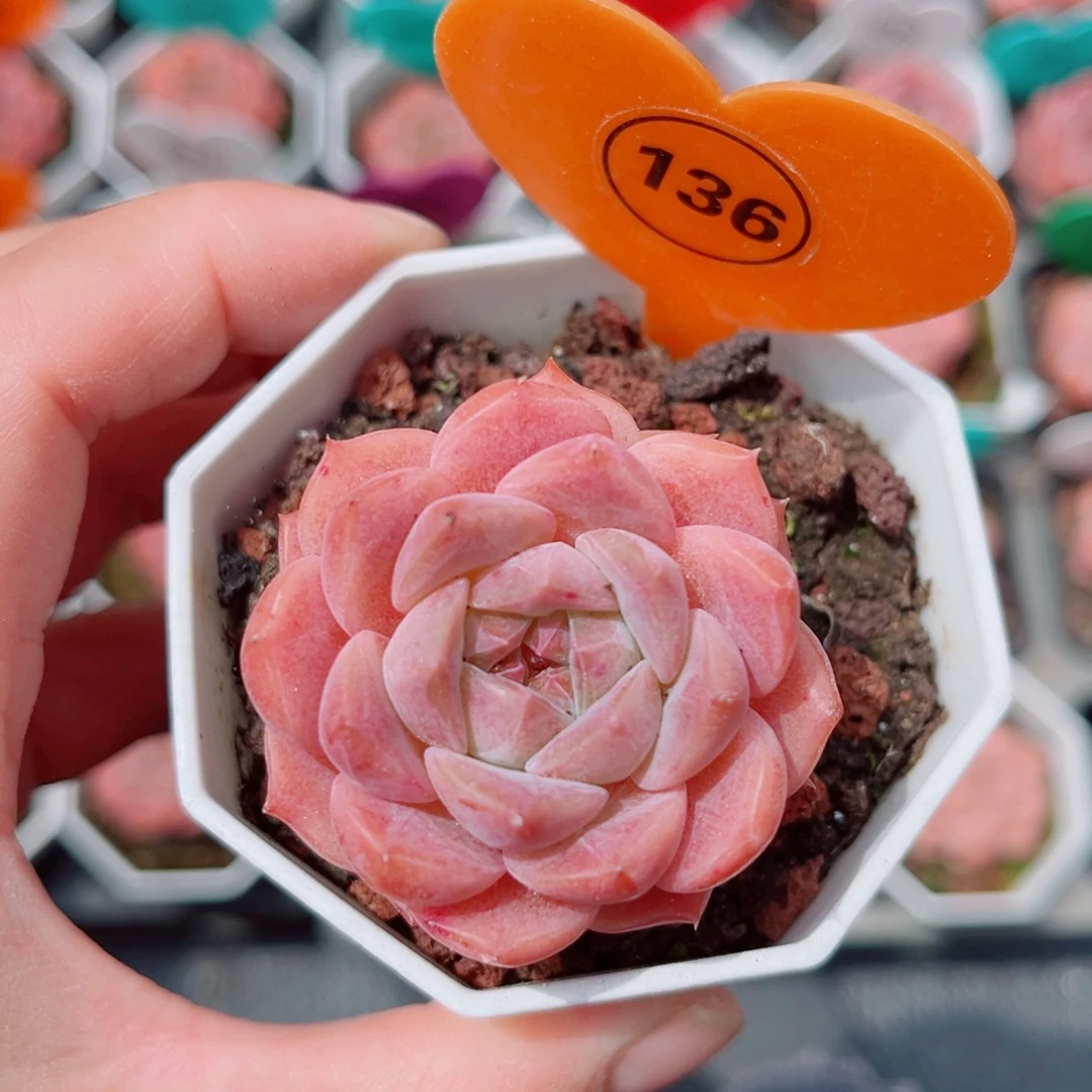 136号小老桩糖心单头