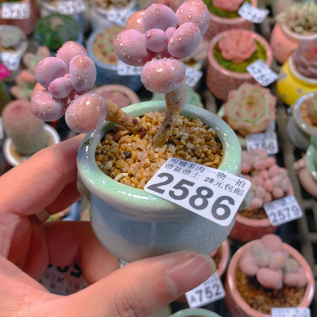 5厘米盆精控多肉2586