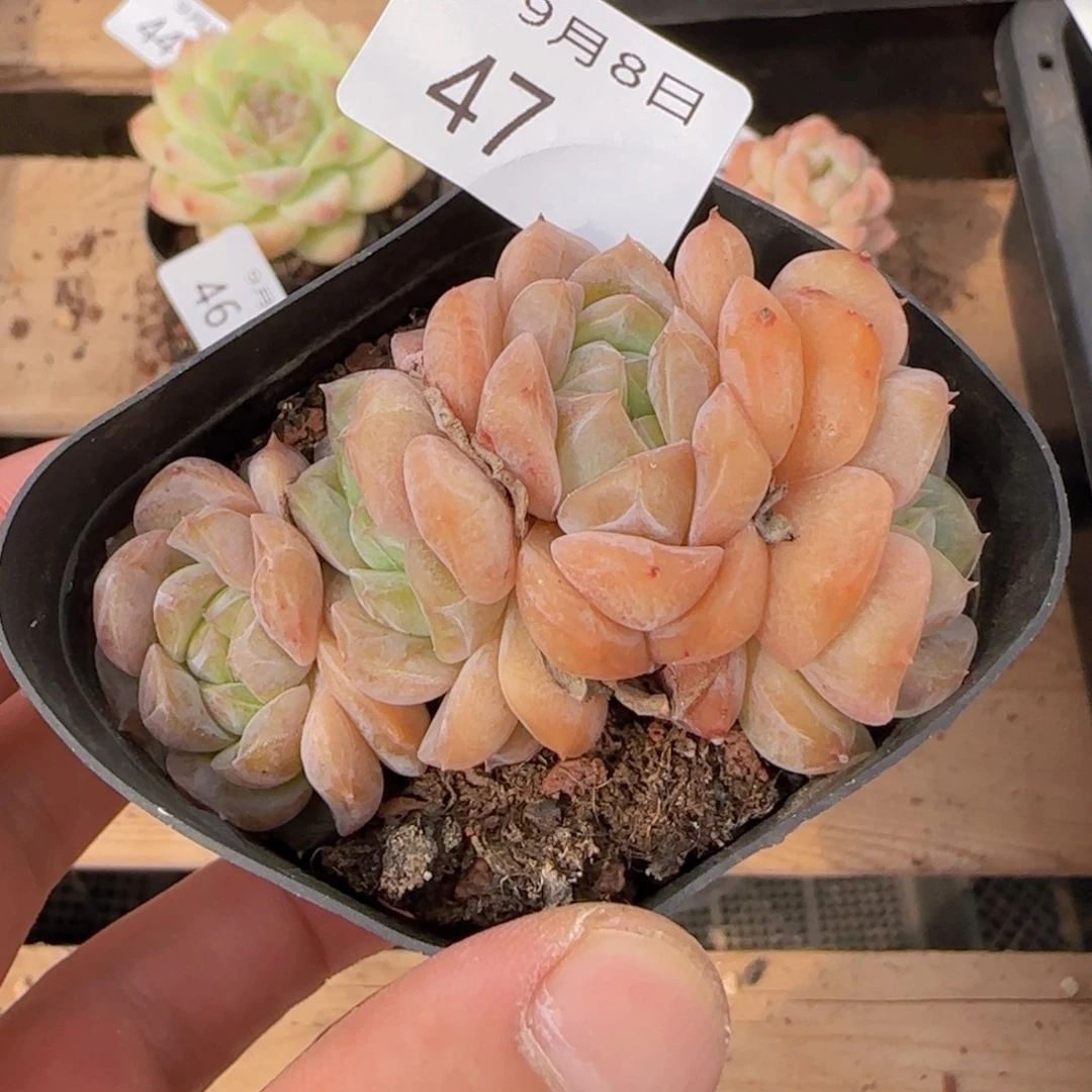 纯爱四头朵朵缀一颗