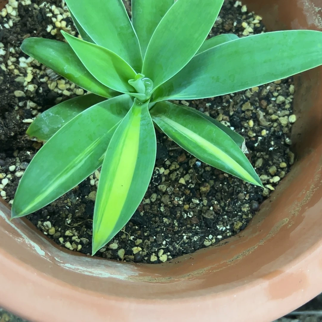 狐尾明中阴阳锦植物