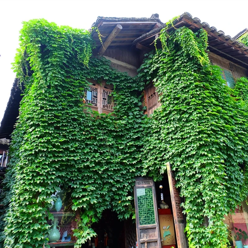 爬山虎种子爬墙的种籽爬墙虎种子爬藤植物攀爬植物种子常绿耐寒