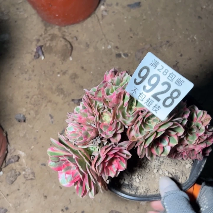 倾城缀多肉植物法师9928