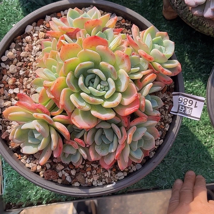 冷橙1686多肉植物
