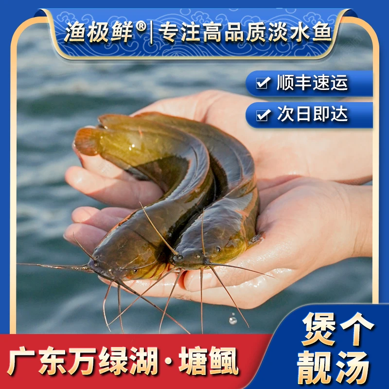 【渔极鲜】万绿湖塘鲺鱼塘角鱼-本地塘角胡子鱼滑哥顺丰新鲜活发