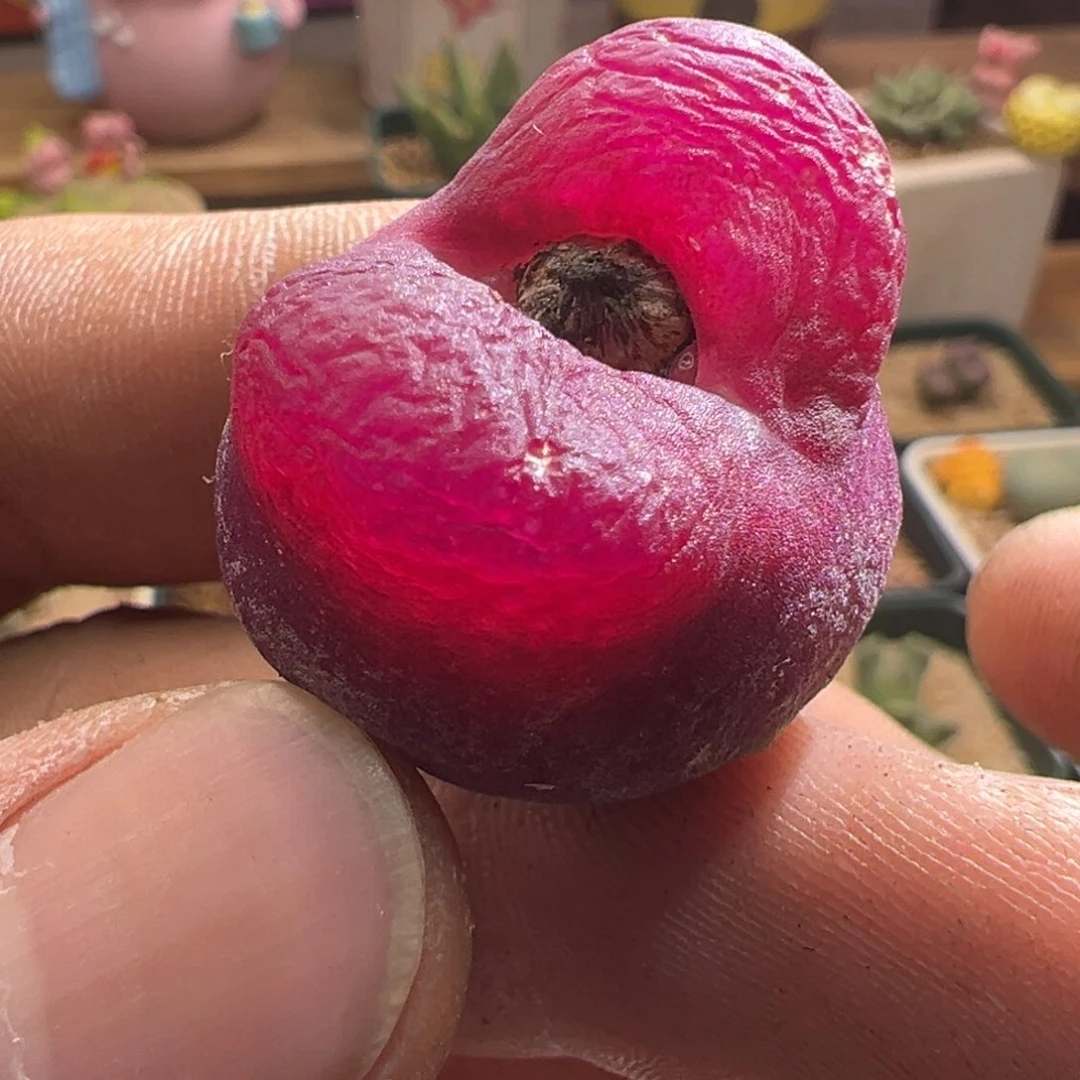 861大毛一颗母本株福利