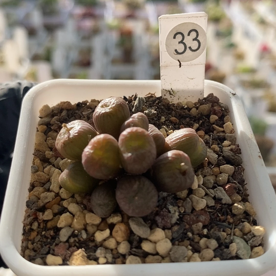 一物一拍铜壶杂送奶工12头群生