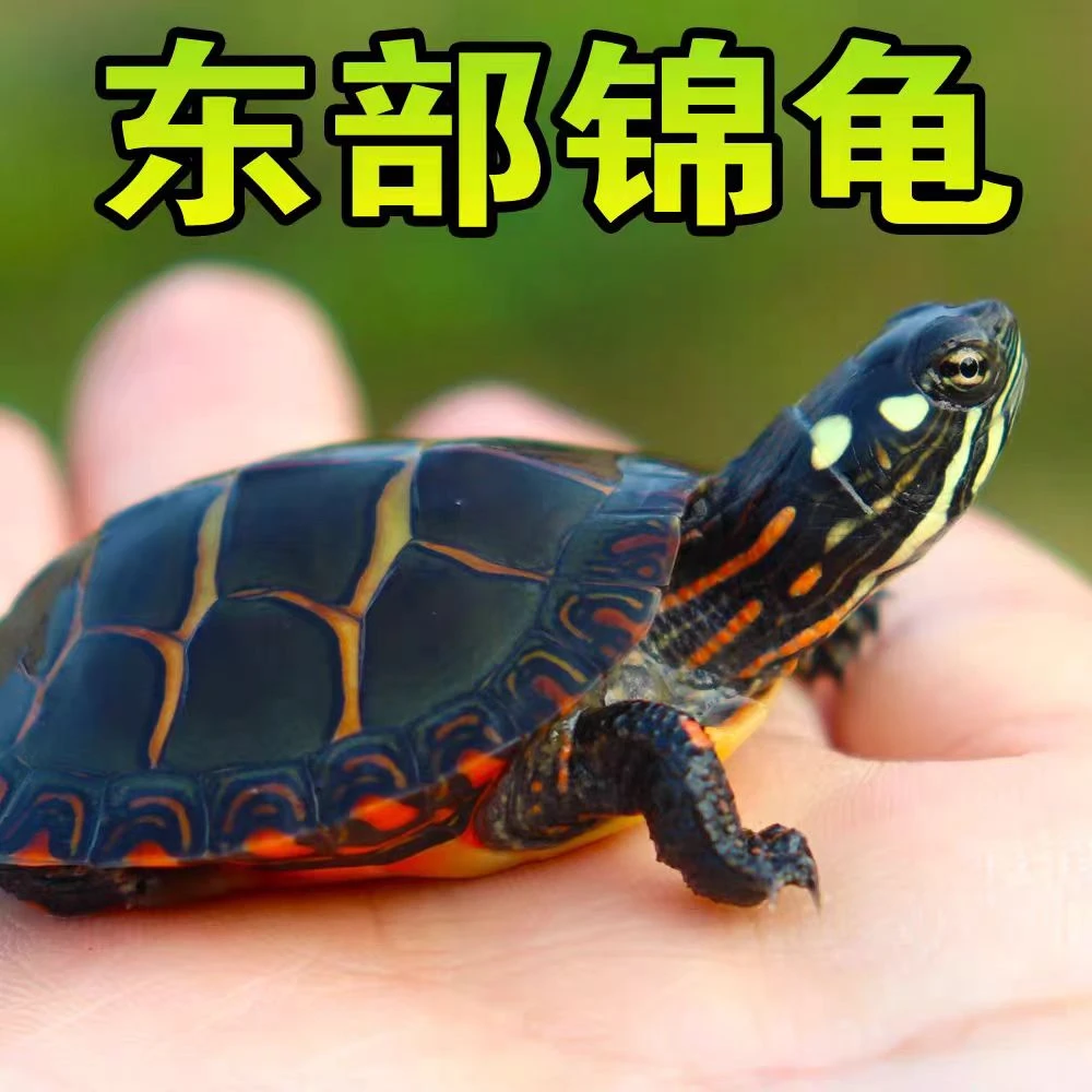 2025头苗东锦全品苗子卡1.5cm左右