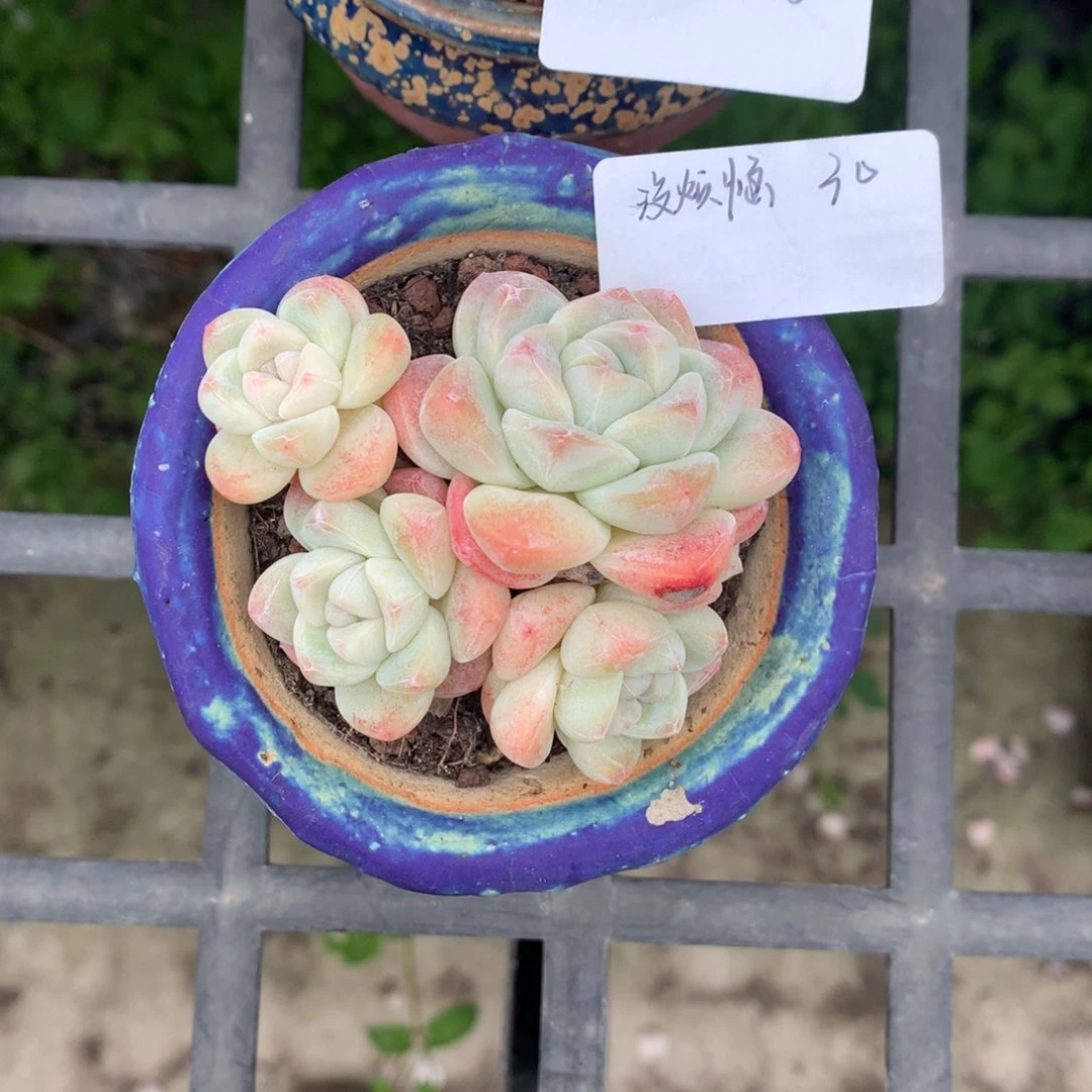 没**恼冰玉4头（没烦恼
