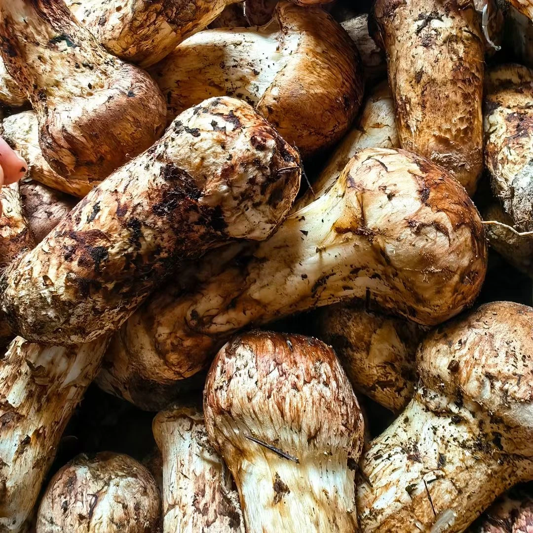 7cm以上精选香格里拉野生新鲜松茸顺丰空运产地直发煲汤泡酒爆炒