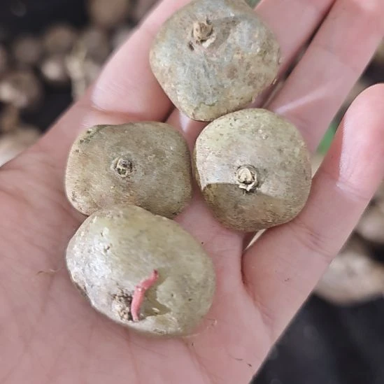 泰输润f草，一颗价！！！