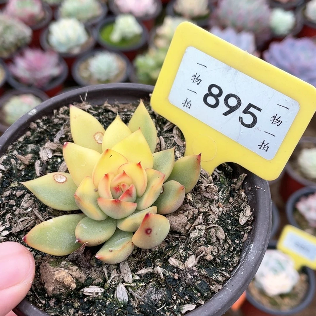 【闪购商品】繁**锦895号