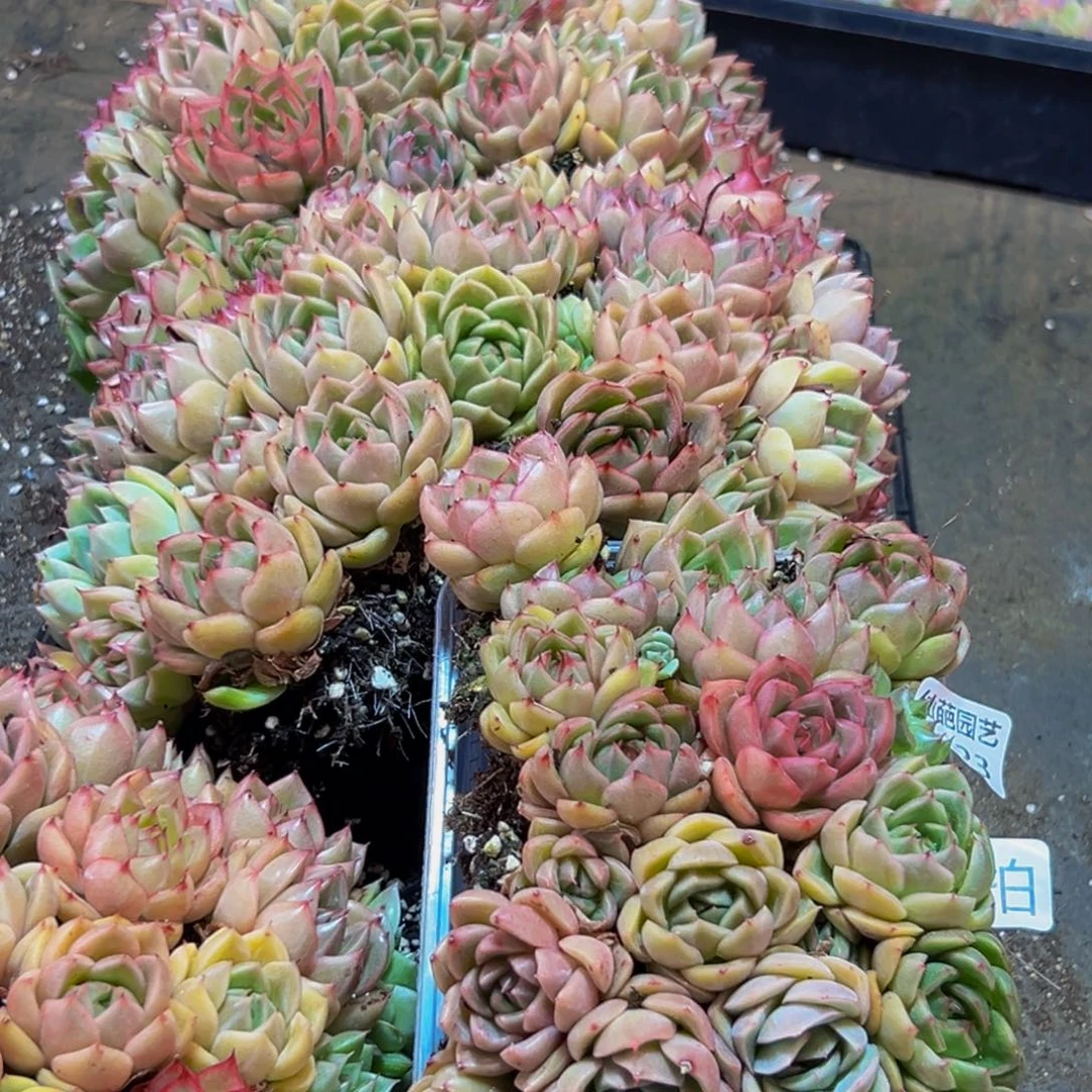 923量拍一盒20颗发货