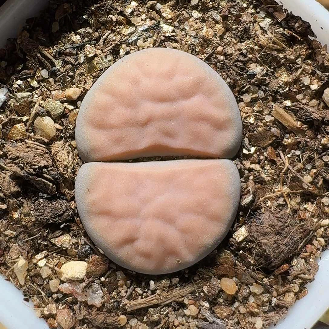 生石花等1111111。  170