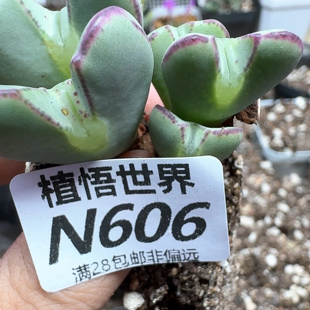 多肉植物的润泽徐
