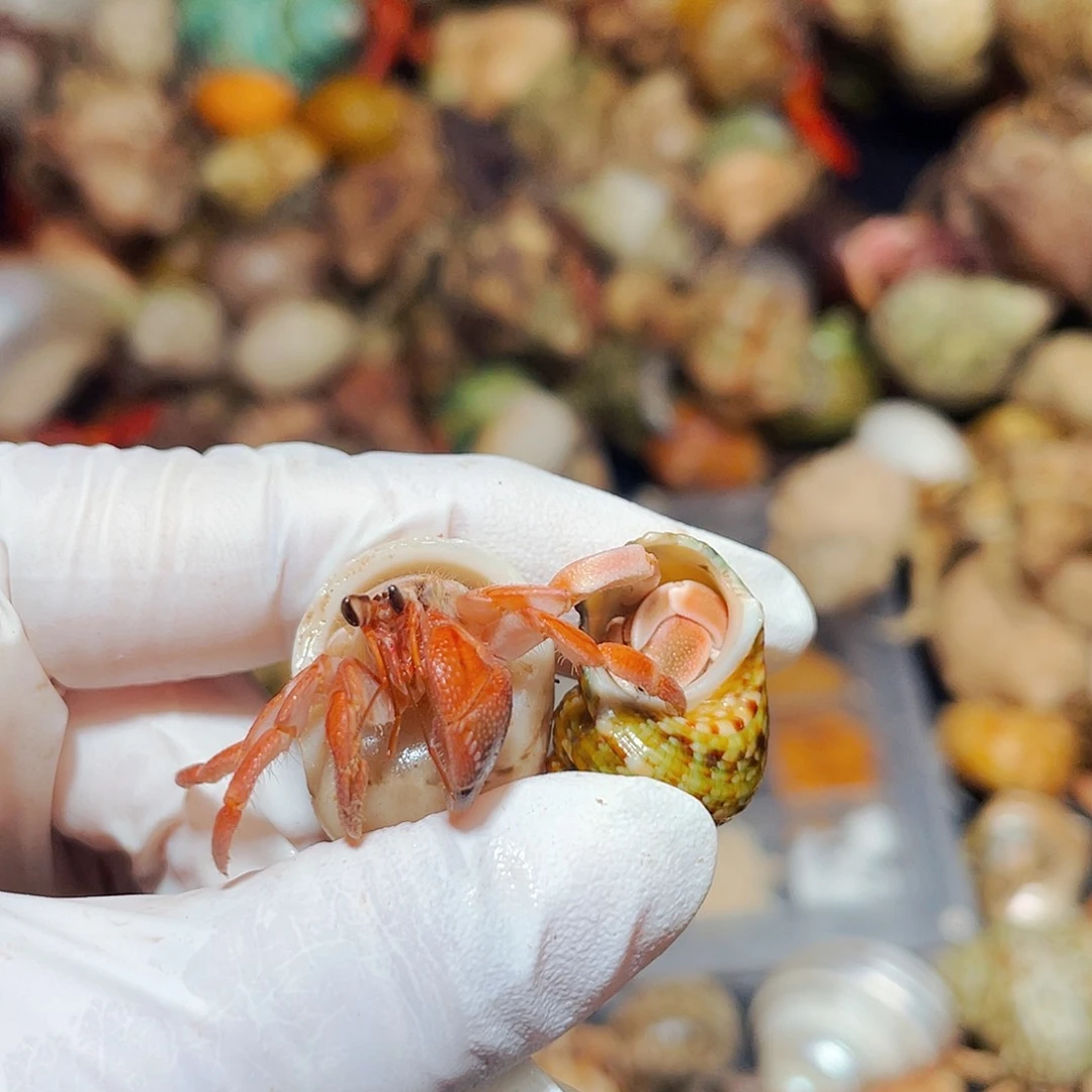 陌派有钳寄居蟹824