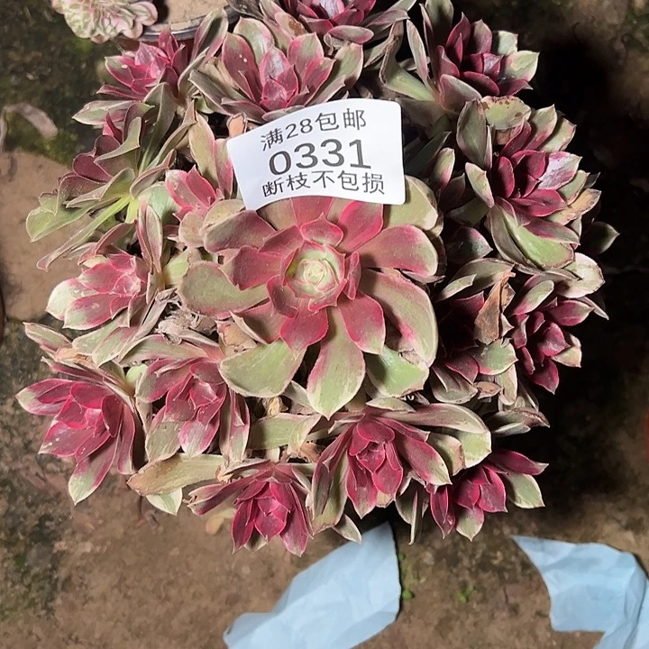 0331浣纱多肉植物