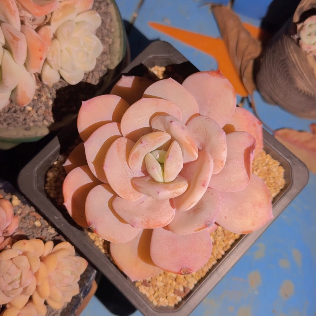 多条植物奶茶 海盗妹