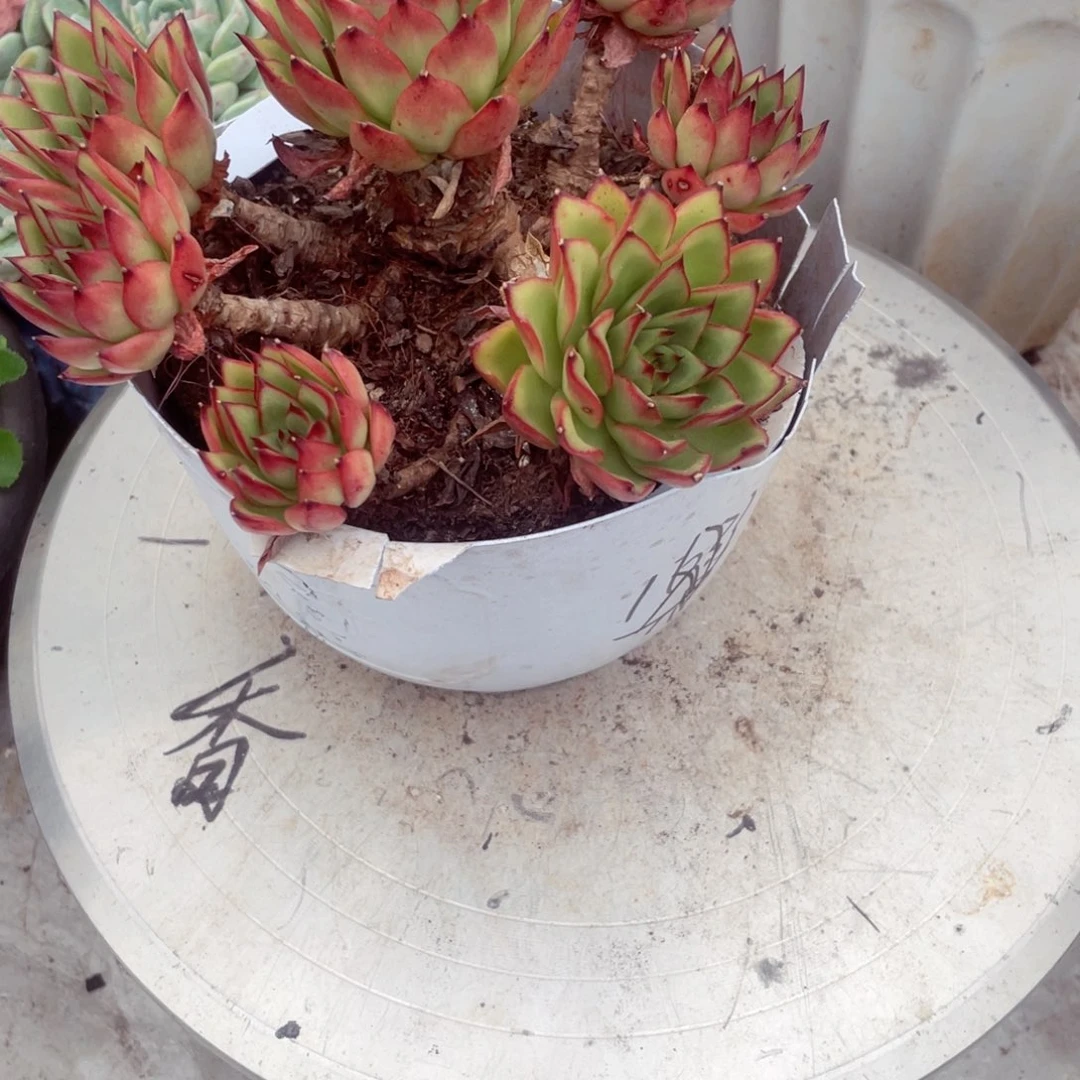 九**柏吉塞尔，一物一拍