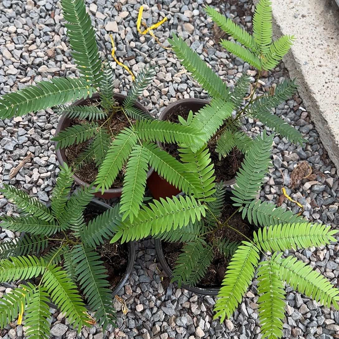 完全开放猴子不售后