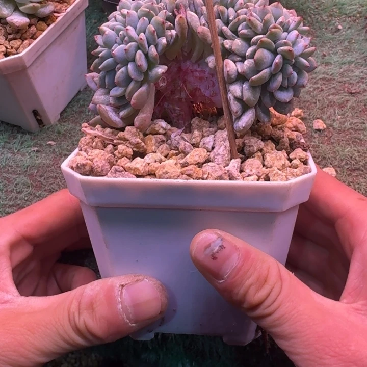 星影树缀无砍叶插