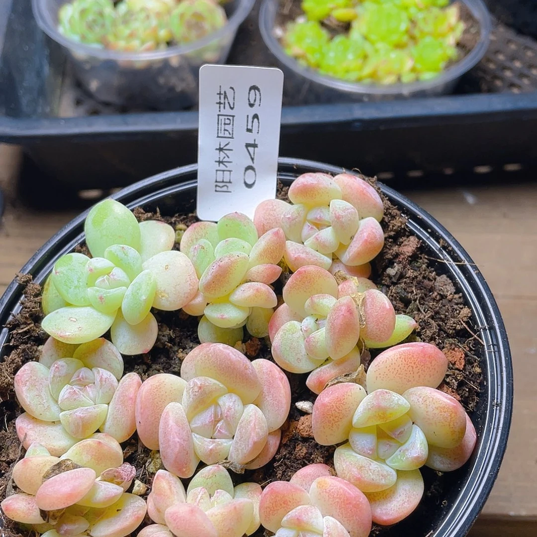 多肉植物多肉植物459