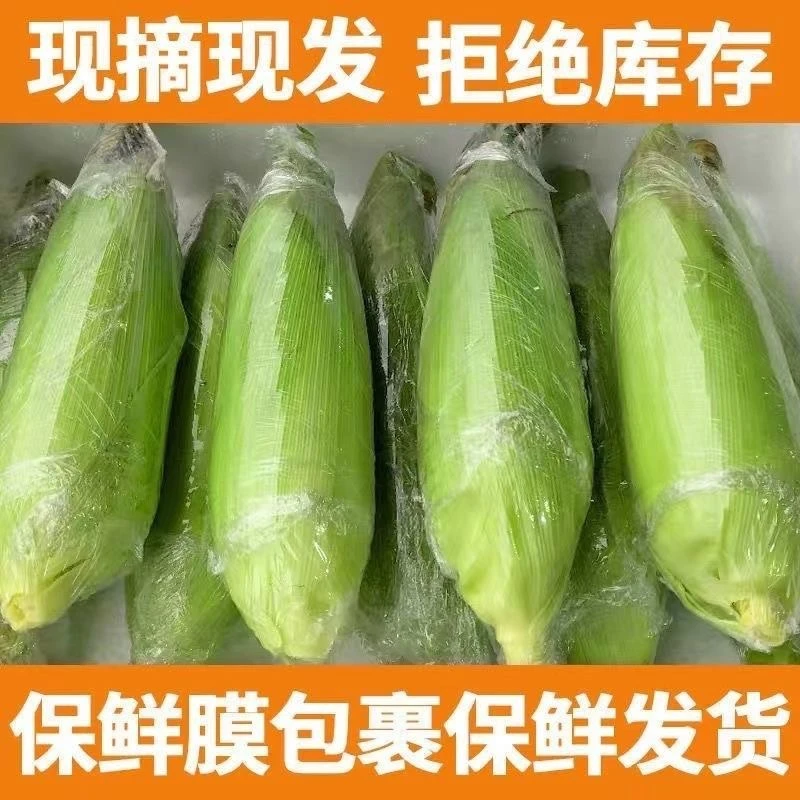 【农家自种】云南新鲜水果玉米甜脆新鲜带壳代餐甜玉米孕妇控糖低脂