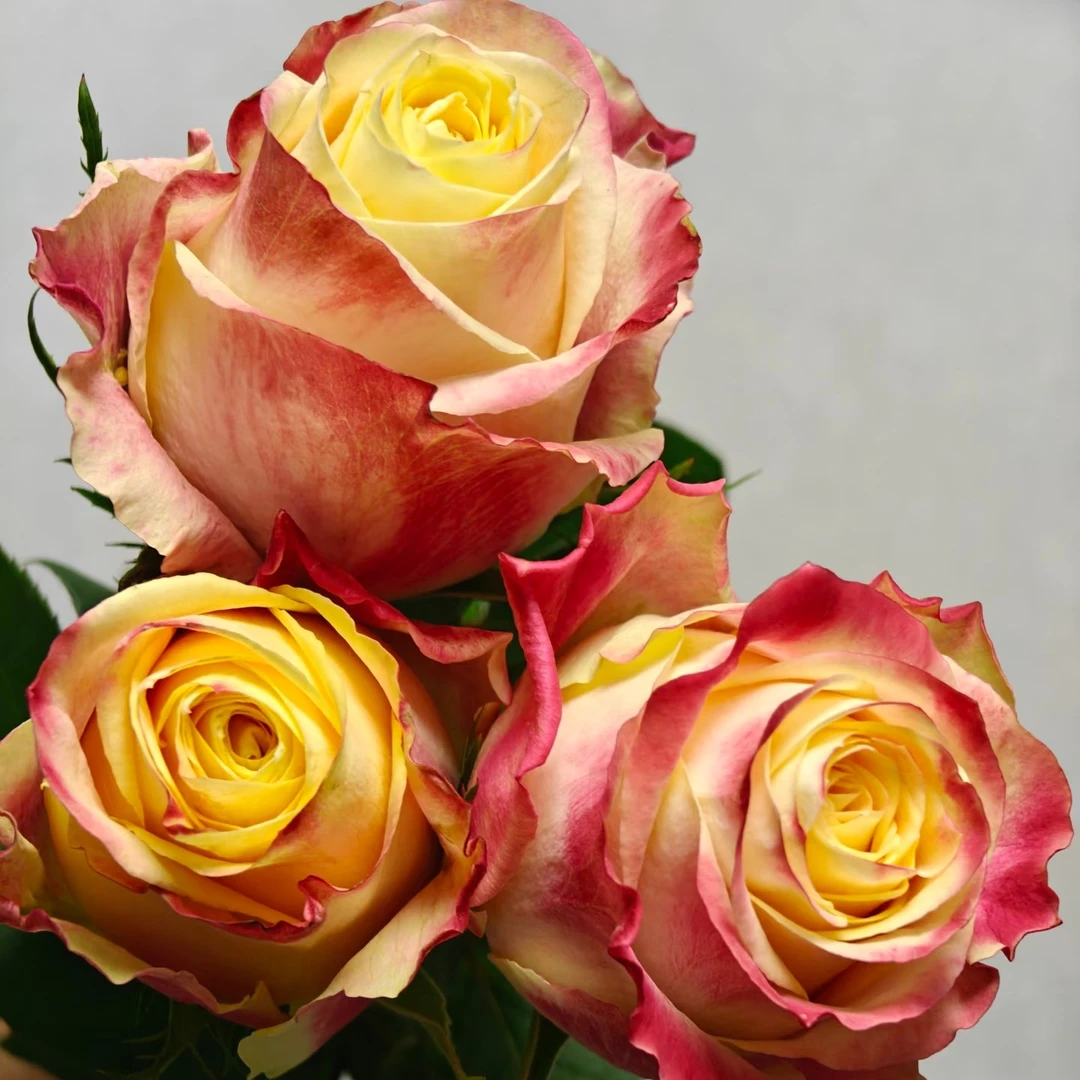 【3颗包邮】帽子/秀波教主月季苗切花玫瑰大花庭院阳台盆栽四季开花